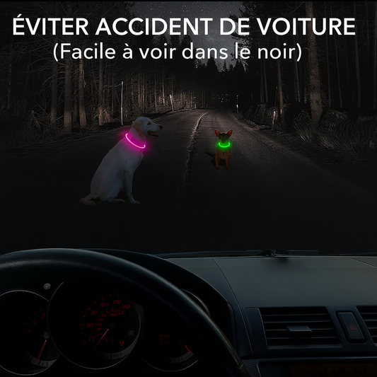 Collier LED Lumineux pour Chien – Sécurité Nocturne & Style 🐾