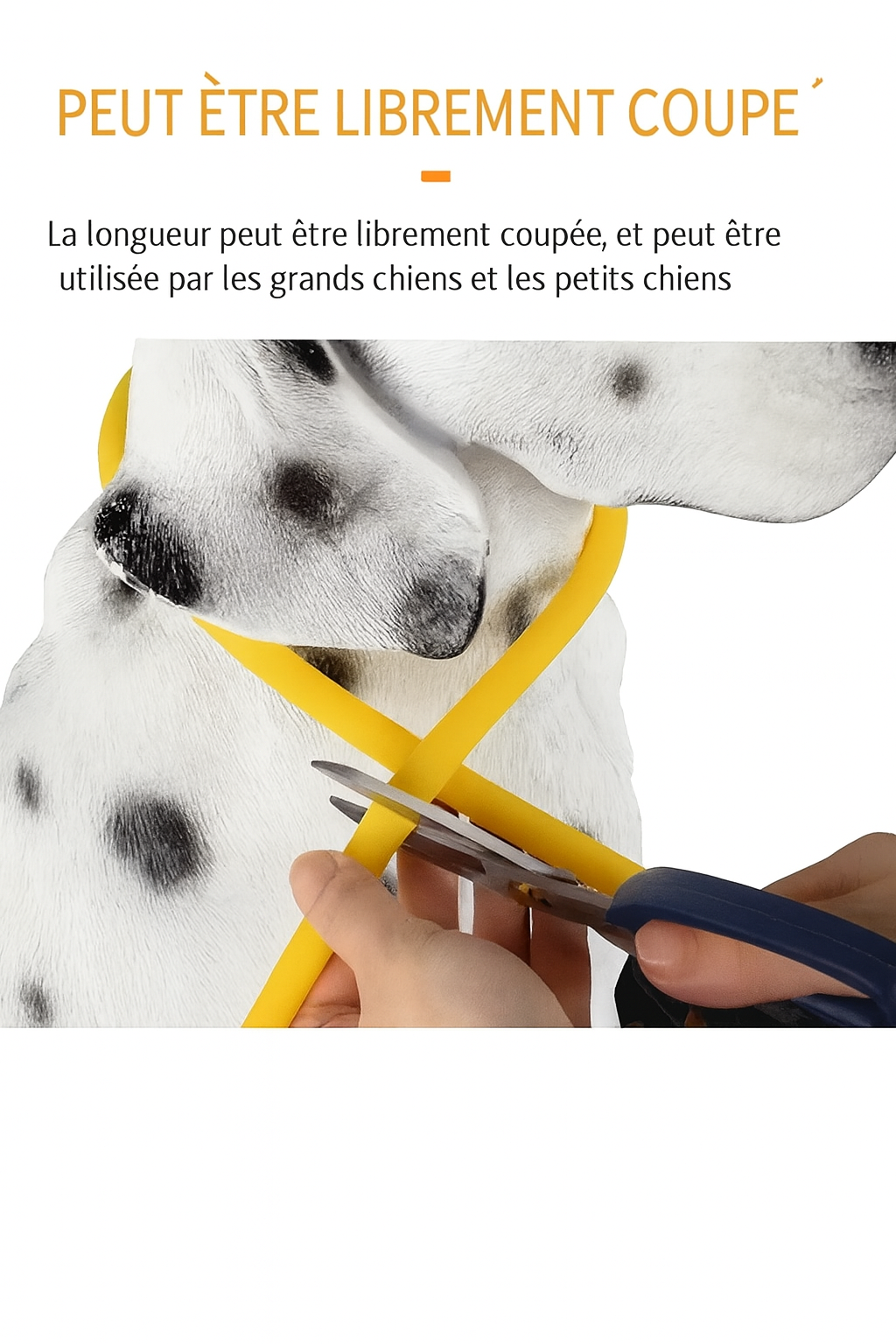 Collier LED Lumineux pour Chien – Sécurité Nocturne & Style 🐾