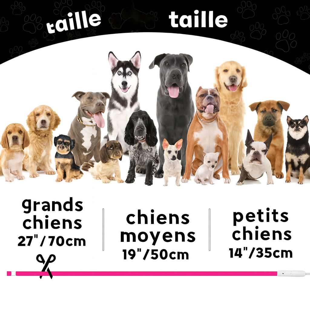 Collier LED Lumineux pour Chien – Sécurité Nocturne & Style 🐾