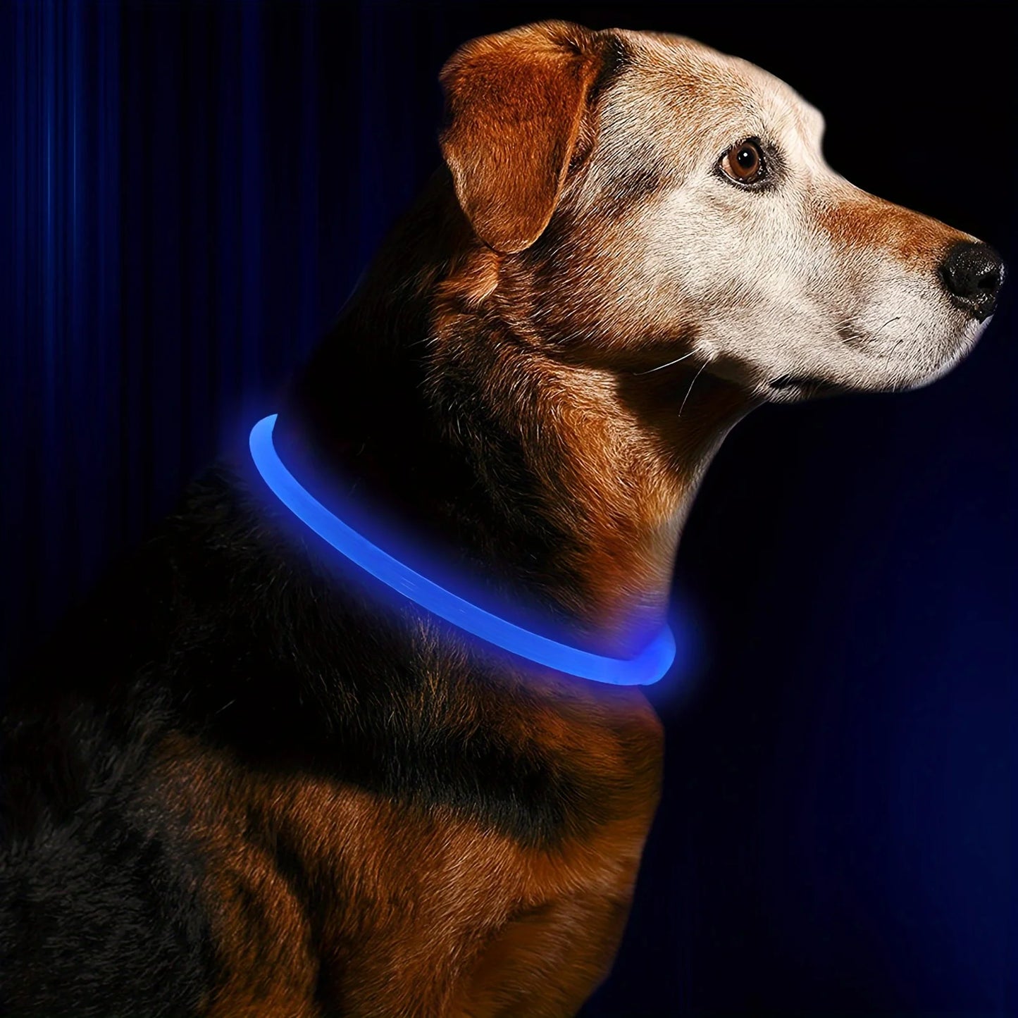 Collier LED Lumineux pour Chien – Sécurité Nocturne & Style 🐾