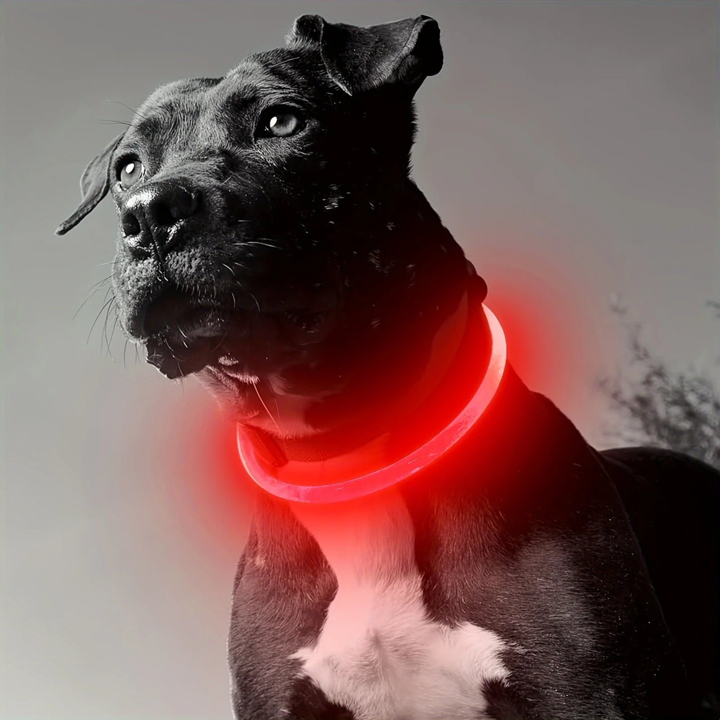 Collier LED Lumineux pour Chien – Sécurité Nocturne & Style 🐾